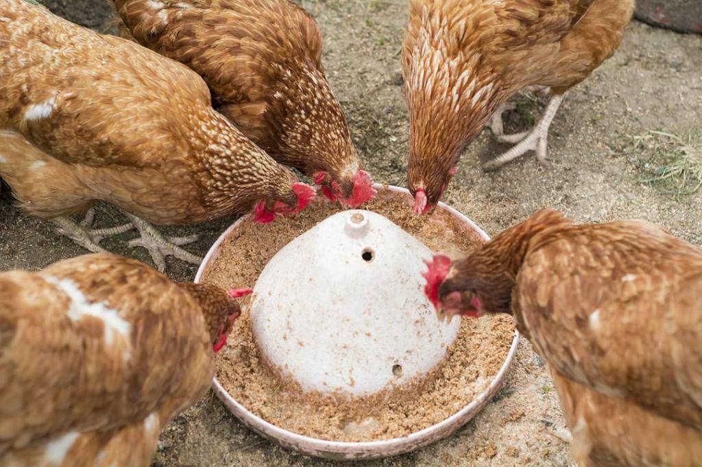 Чем кормить кур. как правильно выкармливать кур-несушек в домашних условиях, чем и сколько раз
