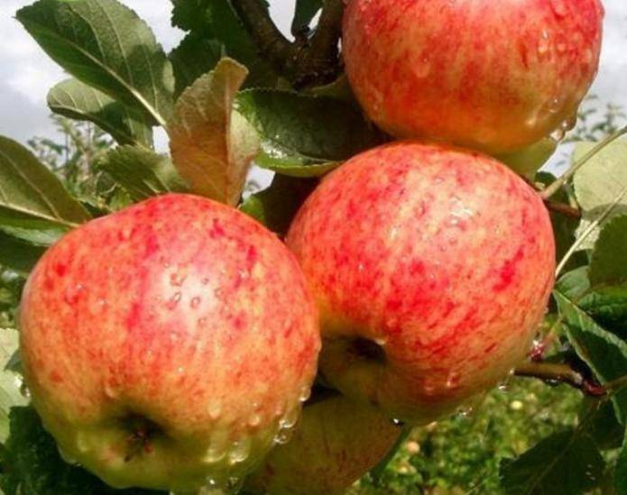 Когда собирать яблоки зимних сортов на хранение: сроки, в которые необходимо снимать (обрывать) плоды и в какое время начинается сбор урожая на зиму selo.guru — интернет портал о сельском хозяйстве