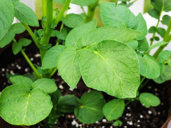 Технология выращивания картофеля в бочке