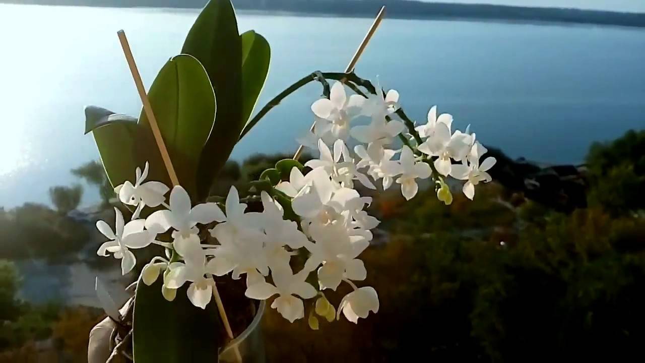 Описание орхидеи фалонопсис эквестрис