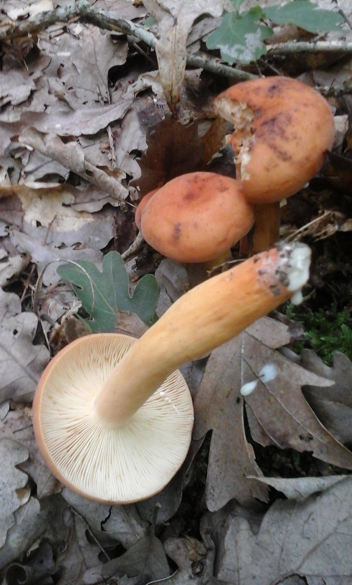 Подабрикосовик гриб фото. кулинарное открытие для истинных ценителей — энтолома садовая