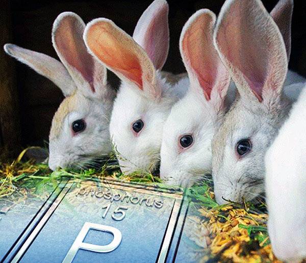 Правильное кормление кроликов