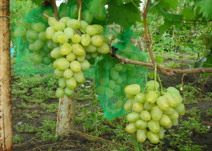 Сорт винограда монарх: фото и видео, описание и отзывы