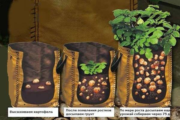 Технология выращивания картофеля в бочке