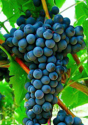 Сорт винограда триумф – сайт о винограде и вине