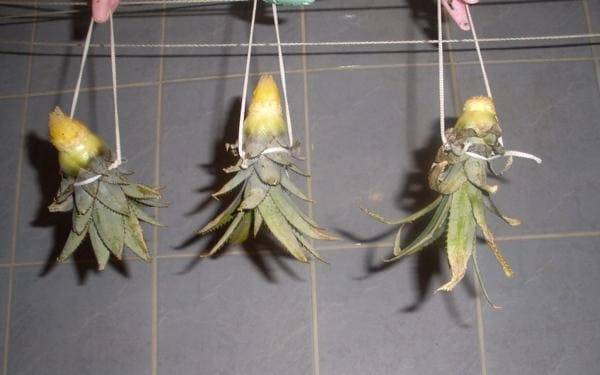 Как вырастить ананас в домашних условиях: оптимальные условия для роста и развития тропического растения