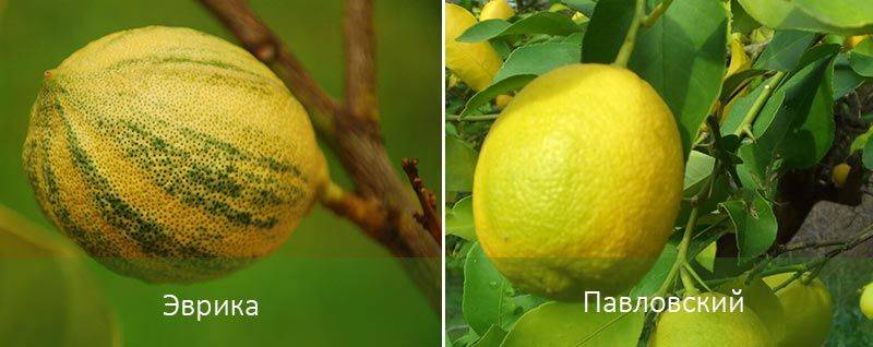Выращивание комнатного лимона в домашних условиях и уход за ним