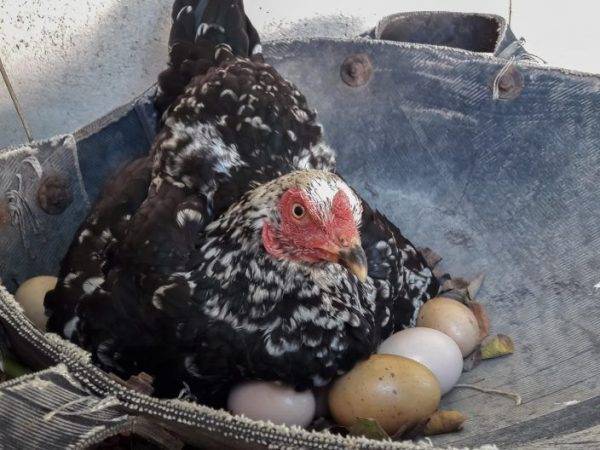 Сколько времени необходимо курице, чтобы высидеть яйца с цыплятами