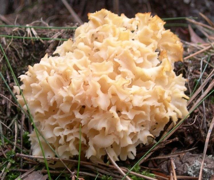 Спарассис курчавый (sparassis crispa) или гриб заячья капуста: фото, описание, рецепты приготовления и лечебные свойства