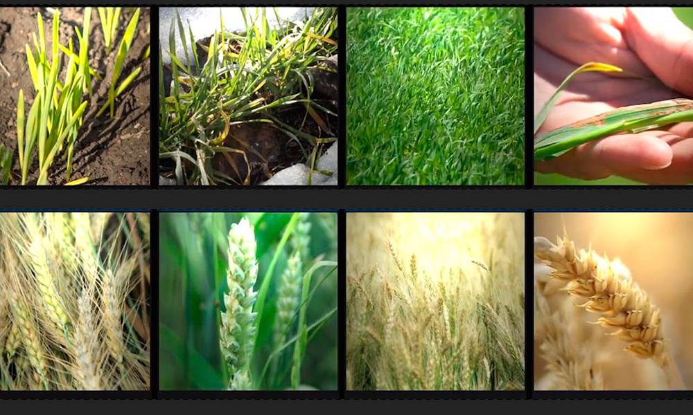 Посев озимой пшеницы — глубина, качество, тонкости