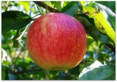 Сорт яблок штрифель (штрейфлинг, осеннее полосатое): фото и описание, способы размножения