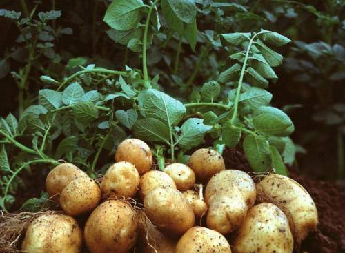17 способов посадки картофеля