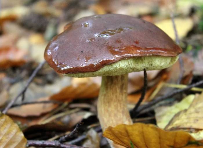 Каштановый гриб (gyroporus castaneus), заячий, гиропорус каштановый или каштановик: описание, фото, рецепты приготовления в домашних условиях