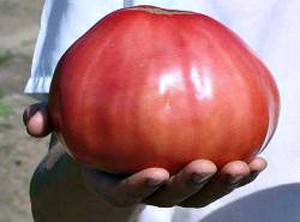 Описание и характеристика высокоурожайного томата «чудо света»