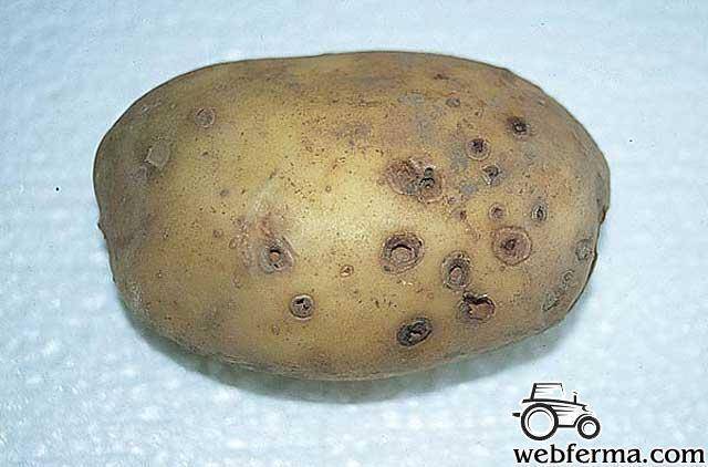 Картофельный проволочник – методы борьбы