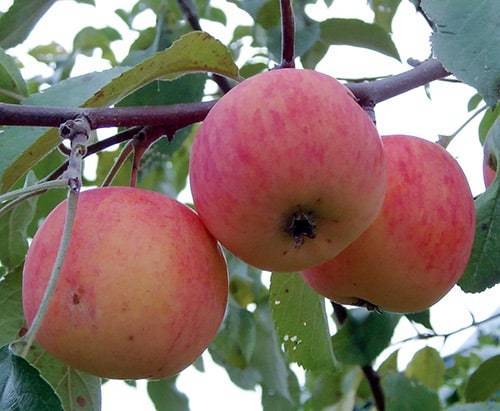 Описание сорта яблони 