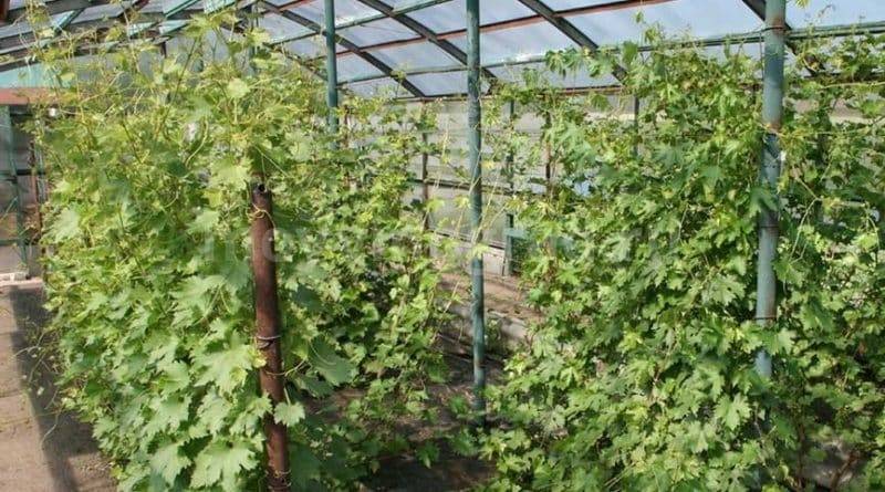 Как выращивать виноград в подмосковье