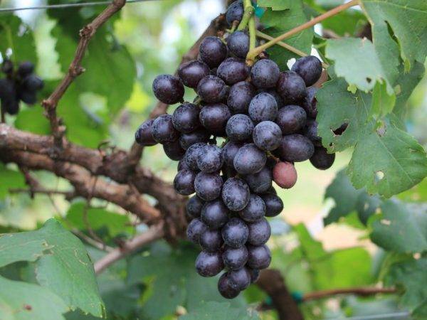 ᐉ сорт винограда мускат ранний - roza-zanoza.ru