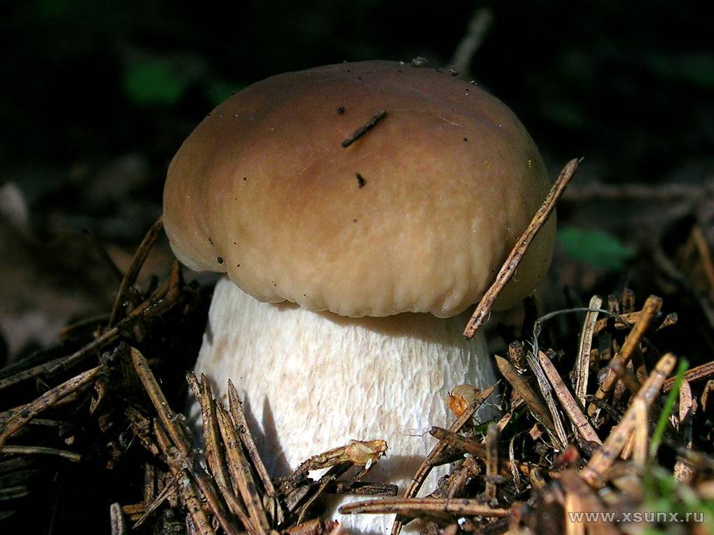 Самые дорогие грибы которые можно выращивать дома