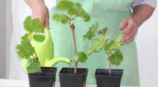 Выращивание винограда из черенков в домашних условиях