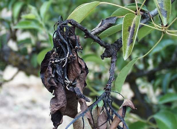 На груше чернеют листья: причины и методы лечения