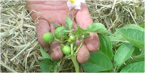 Технология выращивания картофеля из семян