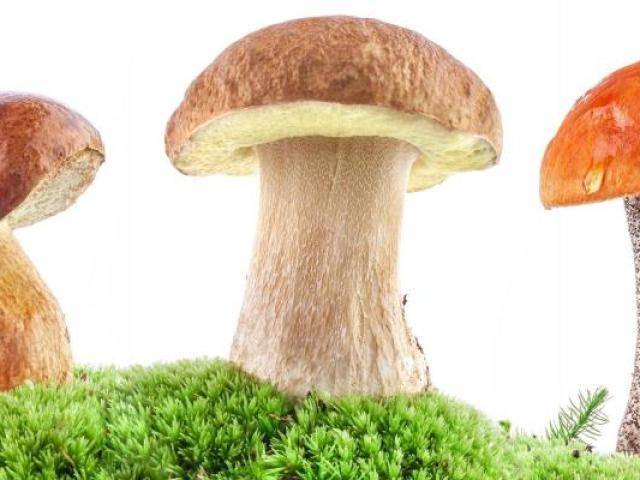 Можно ли грибы детям. грибы польза и вред.
