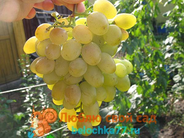 Выращивание винограда в средней полосе россии для начинающих: подкормка и уход, как выращивать в июне