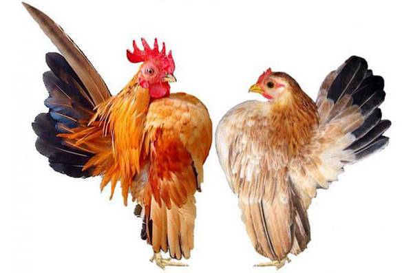 Разнообразие куриного мира с фотографиями и описанием