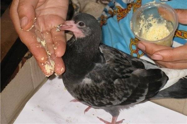 Чем кормить птенца голубя в домашних условиях: описание