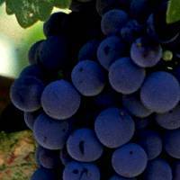 Обрезка винограда весной видео. как правильно обрезать молодой, старый виноград