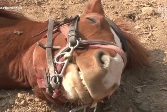 Как оседлать лошадь: видео