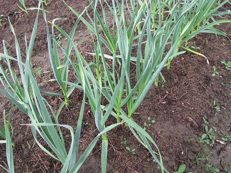 Выращивание озимого чеснока - посадка, подкормка, уход, сбор и хранение урожая