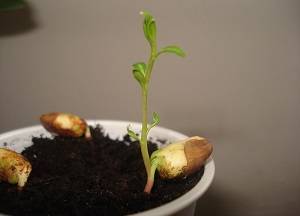 Как посадить и вырастить каштан из ореха в домашних условиях