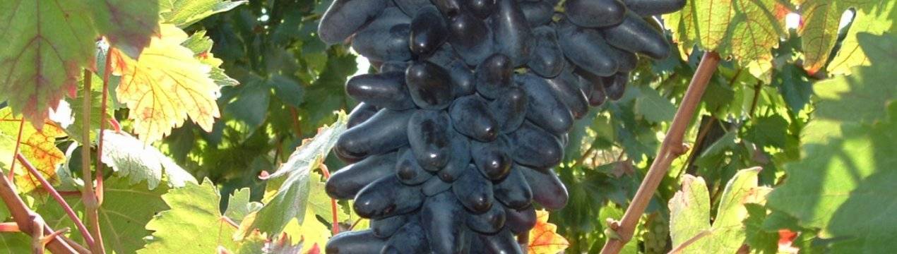 Сорт винограда одесский сувенир
