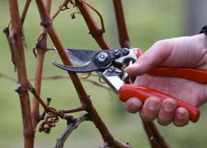 Когда, как и чем укрывать виноград на зиму в разных регионах