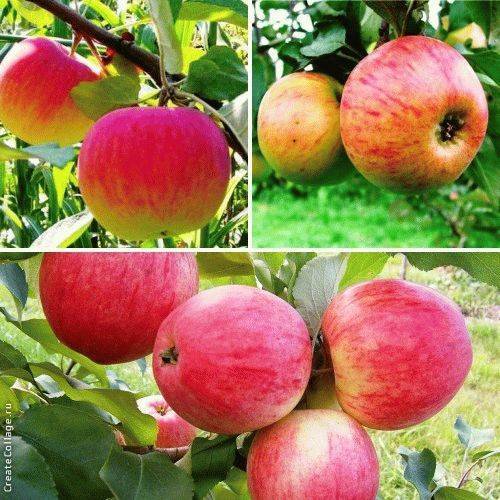 Сорт яблони медуница — один из самых вкусных и красивых сортов