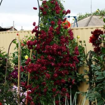 Как выглядит клематис Пурпуреа Плена Элеганс: выращивание цветка