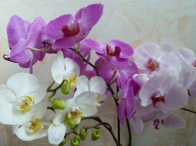 Как пересадить орхидею? 24 фото как правильно пересаживать цветущее растение в домашних условиях? пошаговая пересадка орхидеи в новый горшок после покупки