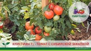 Как повысить урожай томатов путем регулирования развития. какие части томатов необходимо удалить для увеличения урожайности?