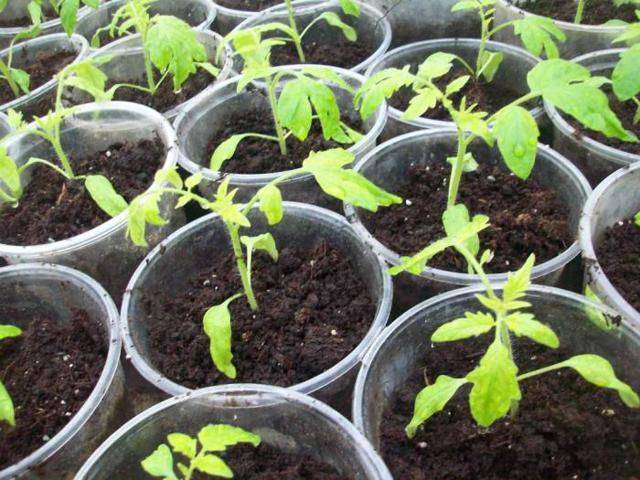 Описание томата тайлер и правила выращивания растения рассадным способом