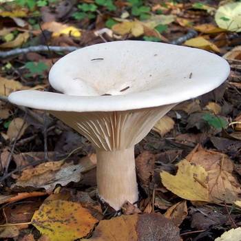 Как выглядят грибы серушки и их описание (+23 фото)