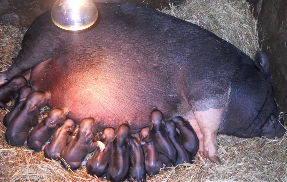 Все о периоде беременности у свиней — объясняем вопрос