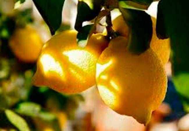 Вредители лимона и борьба с ними в домашних условиях, лечение и профилактика заболеваний комнатного лимонного дерева