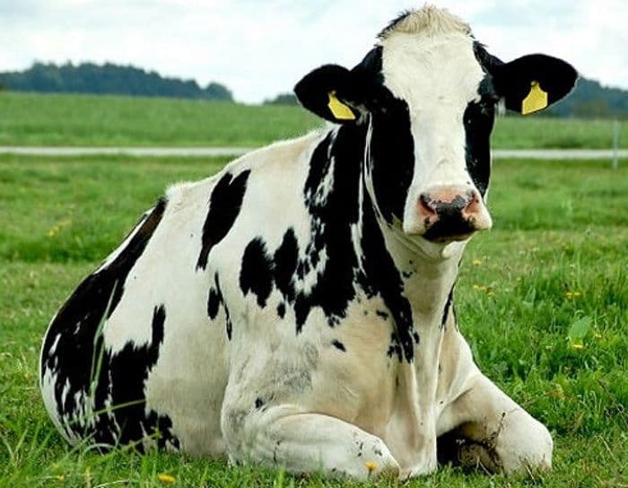 Сколько в среднем весит корова, определить вес без взвешивания,таблицы для определения веса животных