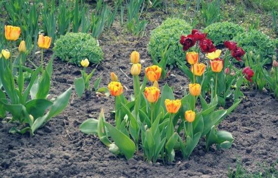 Посадка тюльпанов осенью: когда и как посадить?