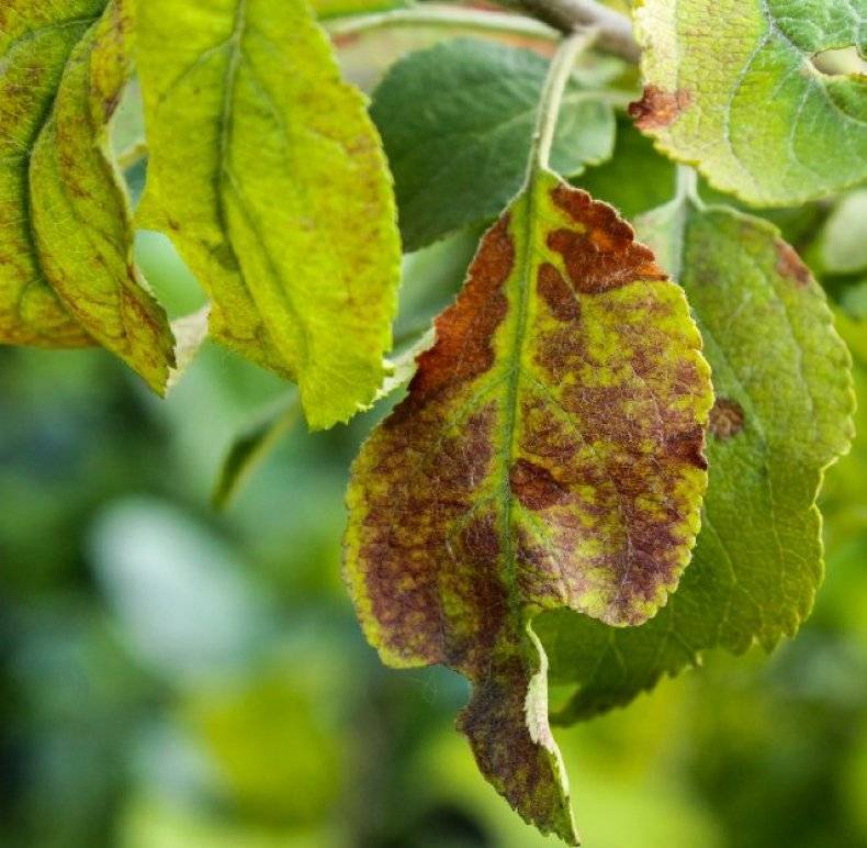 У яблони скручиваются листья: что делать, чем лечить?