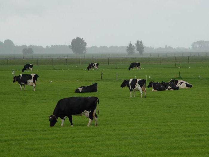 Породы коров (78 фото): характеристика черно-пестрой и белой, рыжей и костромской пород, шароле и шведской, монбельярд и галловейской