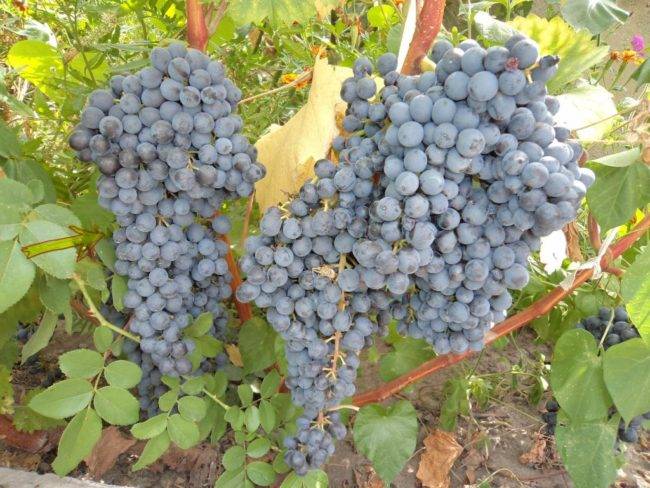 Сорт винограда гала: фото, отзывы, описание, характеристики.