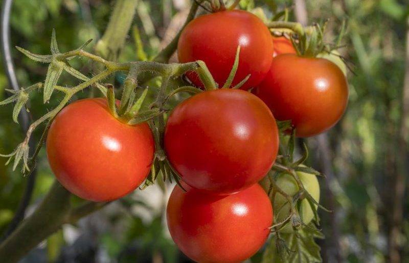 Гибрид «Полбиг» — томат для выращивания на садовых участках